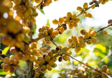 BOURBON AMARELO <i> Bebidas com acidez baixa, suaves, corpo médio e notas doces e achocolatadas bem acentuadas </i>