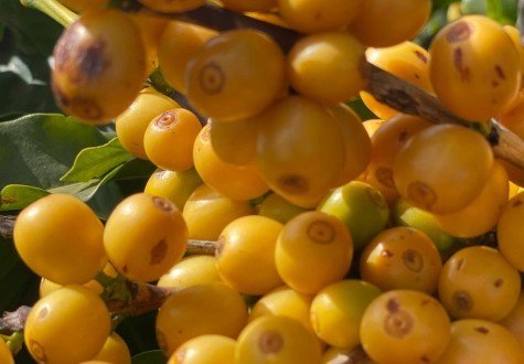 BEBIDA DE BOA QUALIDADE <i> ciclo de maturação dos frutos tardio e altamente resistente    ferrugem do cafeeiro </i>